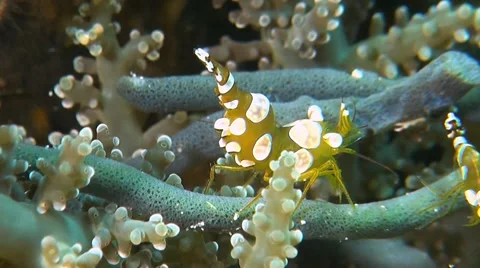 Squat Shrimps Vidéo 52588620