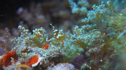 Squat Shrimps Stock Footage 58776787