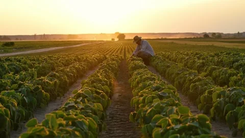 Squatting farmer using smartphone in cultivated soybean seedling field in s.. Stock-Footage 277821946