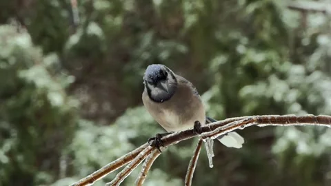 Squawking blue jay in slow-motion standing on icy branch, green bokeh background Vídeos de archivo 255002513