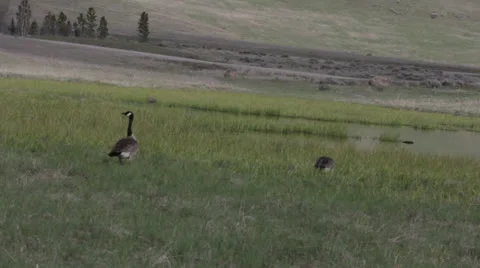 Squawking Geese in a Field Stock Footage 25792780