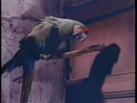 Squawking parrot on perch Stock Footage 260249340