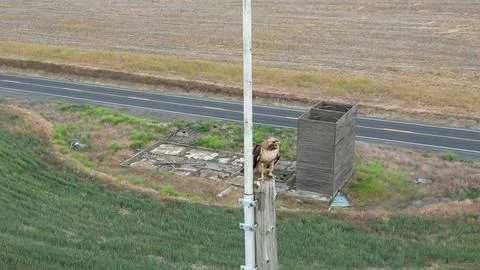 Squawking Red Tail Hawk Foto stock