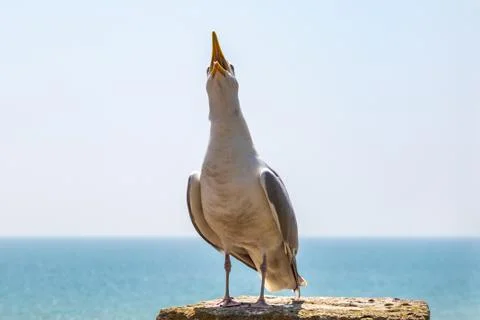 A Squawking Seagull Stock Photos