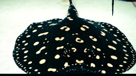 Squeaky person close-up Stock Footage 86215894