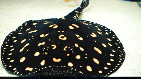 Squeaky person close-up 스톡 동영상 86216711