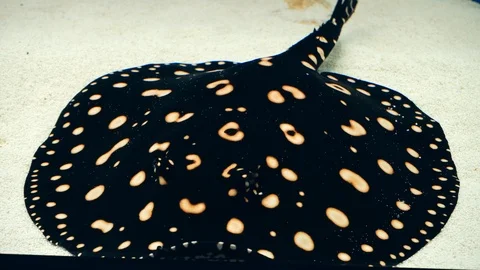 Squeaky person close-up Stock Footage 86216859