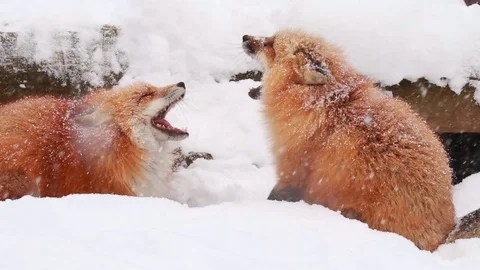 Squealing Foxes Stock Footage 102108605