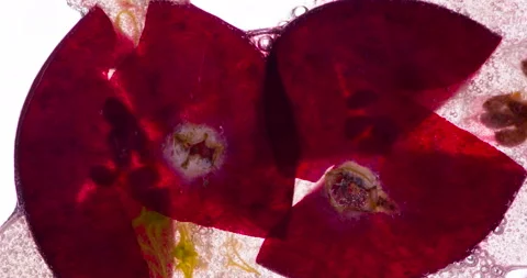 Squeeze a Couple of Cranberries 4K Video stock 96407393