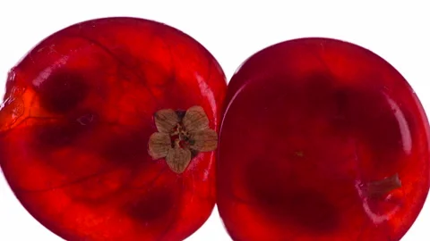 Squeeze a Couple of Red Currant HD Stock Footage 293711817