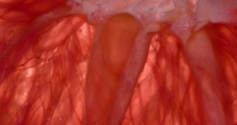 Squeeze Grapefruit Lobule 4K Stock Footage 96520410