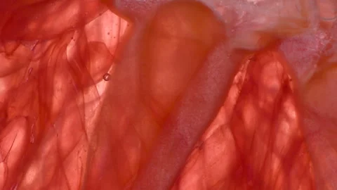 Squeeze Grapefruit Lobule HD Stock Footage 346544657