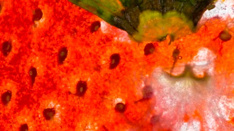 Squeeze Half Fresh Strawberries HD Stock Footage 293636300