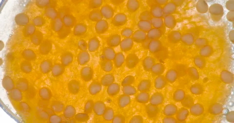 Squeeze Half of Juicy Physalis 4K Stock Footage 96257017
