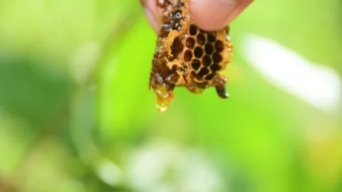 Squeeze honey using your fingers. Apis mellifera Video stock 258766124