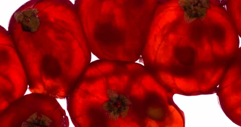 Squeeze Juice from Red Currant 4K Stock Footage 96826330