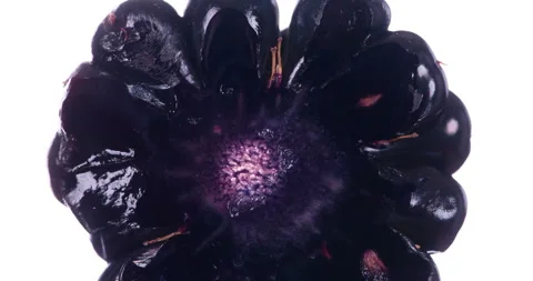 Squeeze One Blackberry 4K Vidéo 96370330