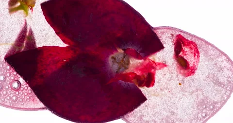 Squeeze one Cranberry 4K Stock Footage 96172948