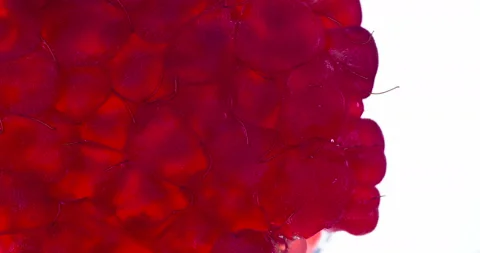 Squeeze One Raspberries 4K Stock Footage 96207812