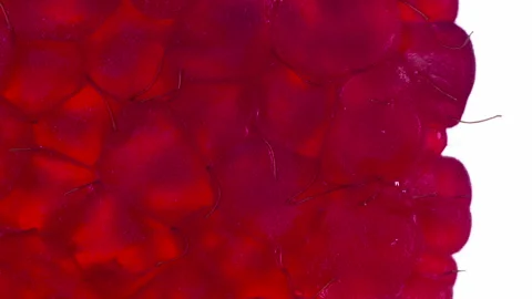Squeeze One Raspberries HD Stock Footage 293634307