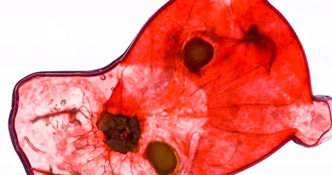 Squeeze One Red Currant 4K Stock Footage 96330910