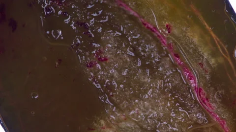 Squeeze the Pulp of Juicy Plum HD Stock Footage 346552440