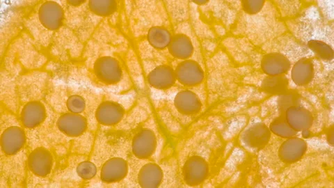 Squeeze Ripe Physalis Berry HD Vídeo Stock 346544272