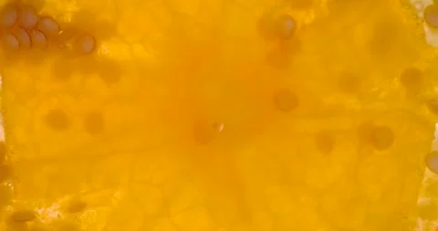 Squeeze a Round Berry of Physalis 4K Stock Footage 96533821
