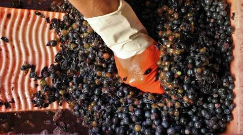 Squeezed juice from grapes when making homemade wine Stock Photos