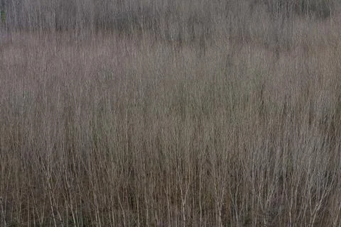 Squeezed texture of trees Stock Photos