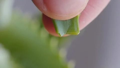 Squeezing the aloe pulp from the leaf Stock Footage 108022557