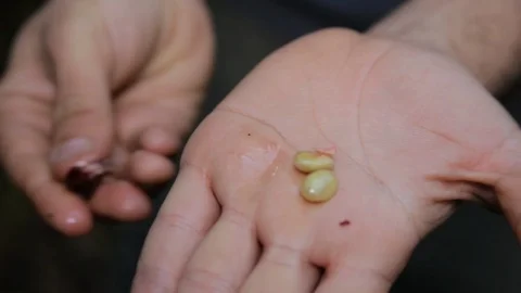 Squeezing coffee bean Stock Footage 113290166