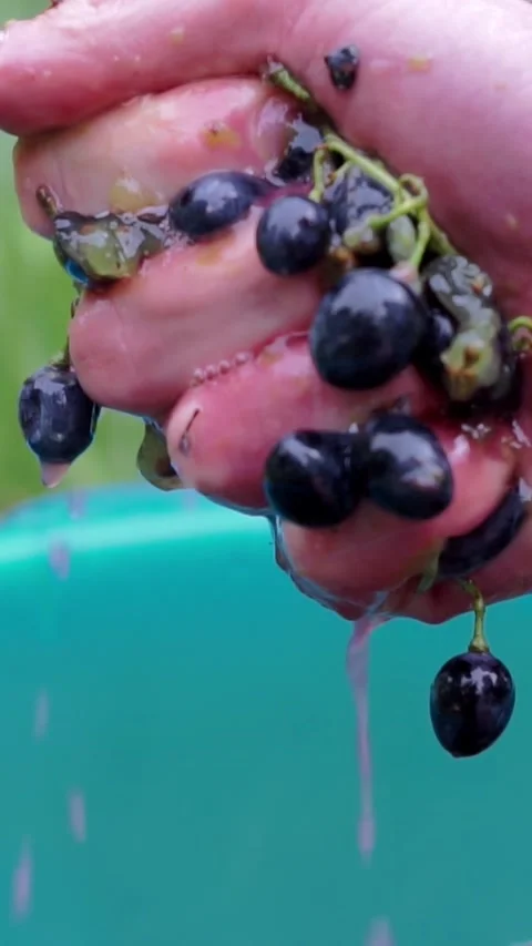 Squeezing dark grape cluster over green bucket for wine making Stock Footage 348148356