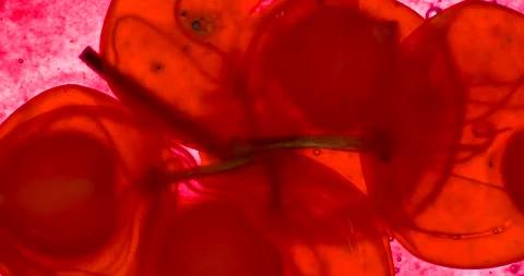 Squeezing Five Berries of Viburnum 4K Video stock 96454118