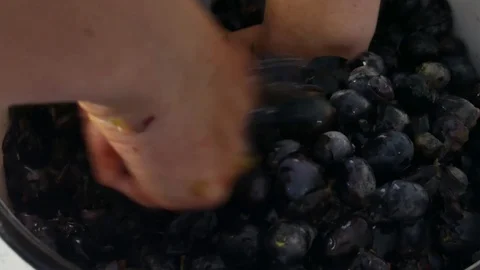 Squeezing Grape Harvest, Making Wine Stock Footage 116553027