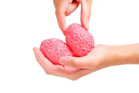 Squeezing Jelly-like Human Brain Model with Fingers Stockfoto's