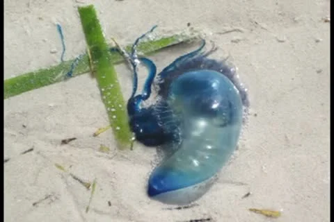 Squid 1 ntsc Stock Footage 8926706