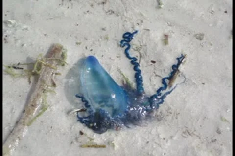 Squid 2 ntsc Stock-Footage 8926744