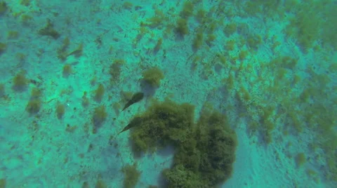 Squid and fish seen while snorkling Stock Footage 42457237