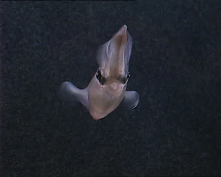 SQUID in aquarium 1 Video stock 22713934