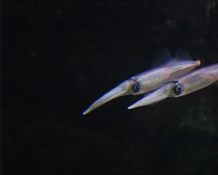 SQUID in aquarium 2 Video stock 22713876