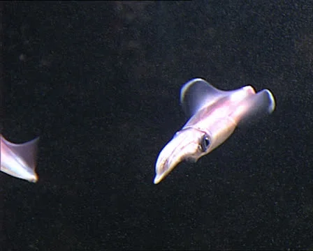 SQUID in aquarium 3 Stock Footage 22713910