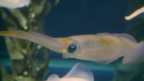 Squid in aquarium 库存影片 309845306