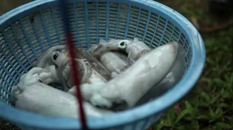 Squid in a basket closup Stock-Footage 10827658