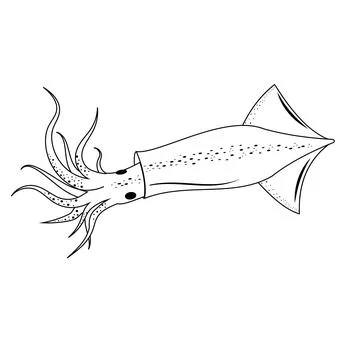 Squid black outline, vector isolated illustration on a white background Stock Illustration
