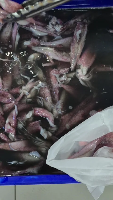 Squid buyer selecting 스톡 동영상 329140949