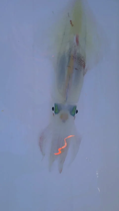 Squid calamari fresh catch alive on white background Stock Footage 311377824