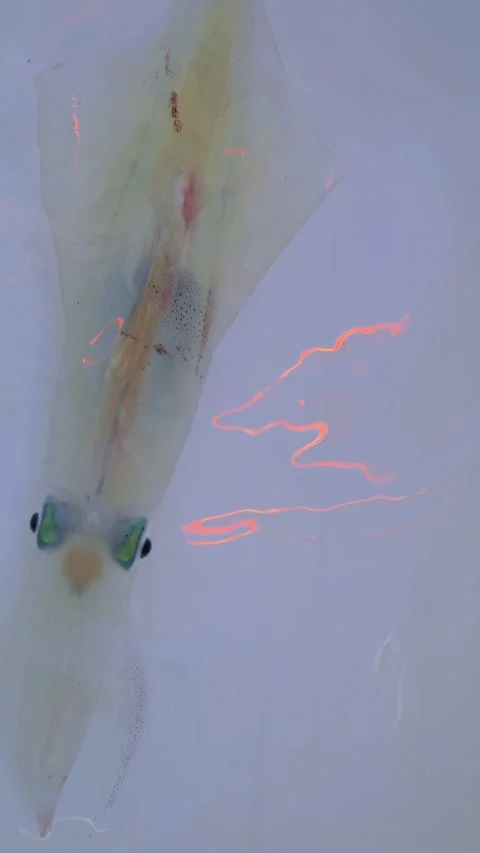 Squid calamari fresh catch alive on white background Stock Footage 311377934