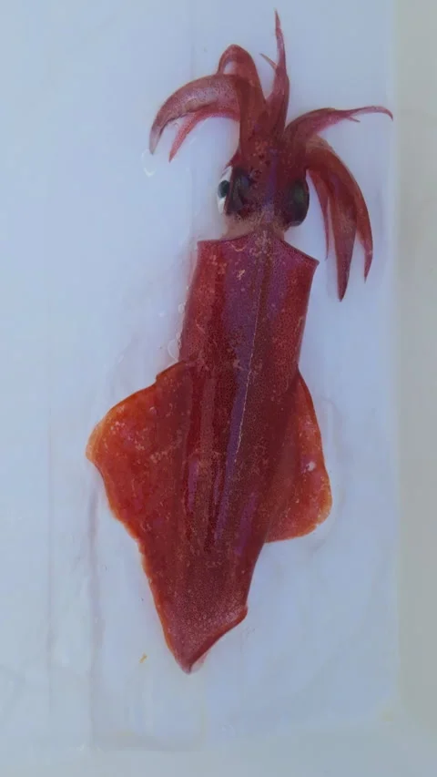 Squid calamari fresh catch alive on white background Stock Footage 311378026