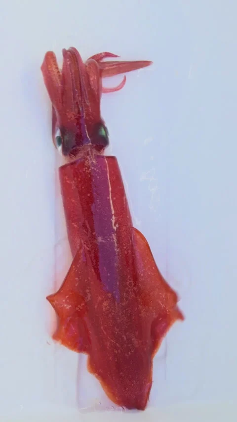 Squid calamari fresh catch alive on white background Stock Footage 311378205